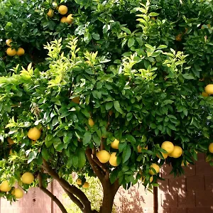 Lemon Tree Pensjonat Trogir